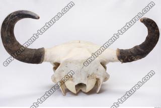animal skull 0070